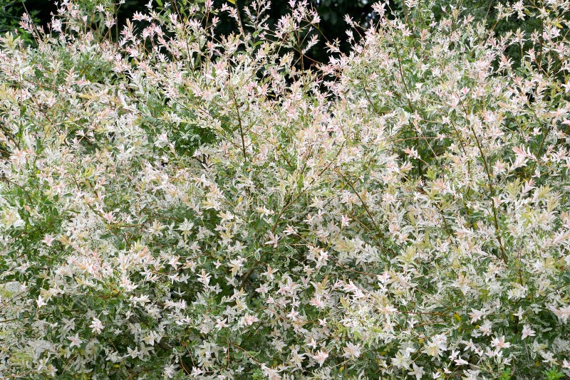 Willow entire-leaved Salix Integra Hakuro Nishiki