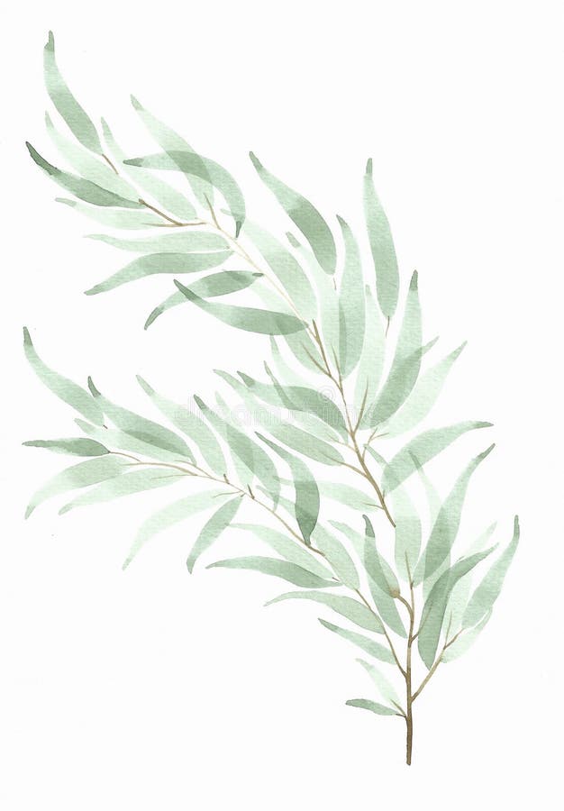 Willow eucalyptus branch in watercolor