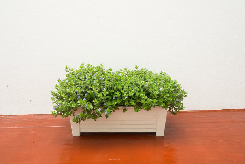 Flowerpot with Colorful Flower on Wood Floors. Stock Image Image of