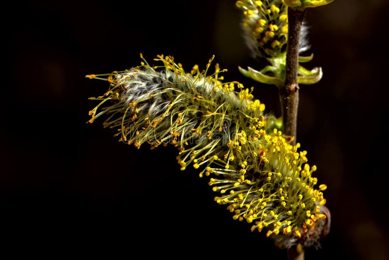 Willow flower. Spring. stock photo. Image of growth, focus 90026408