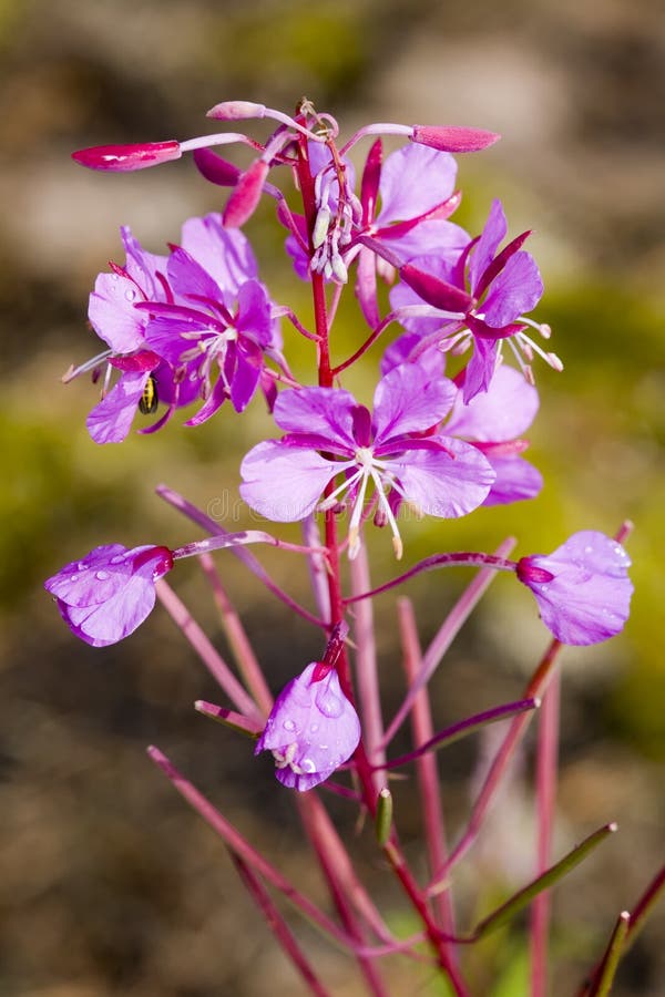 Willowherb stock image. Image of grassland, nature, single 2923283
