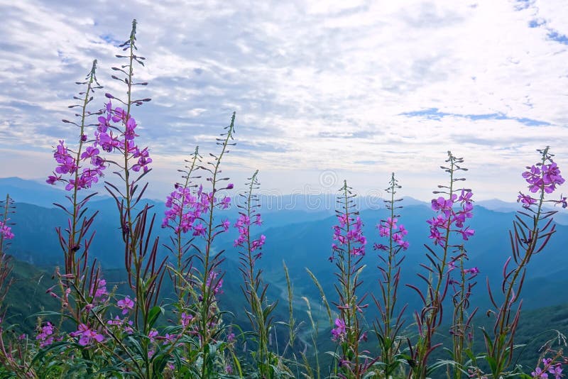 Willow herb stock images Willow herb stock images