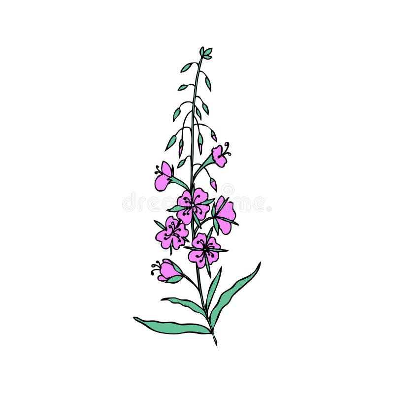 Willow Herb Elements. Hand Drawn Botanical Vector Illustration. Stock ...