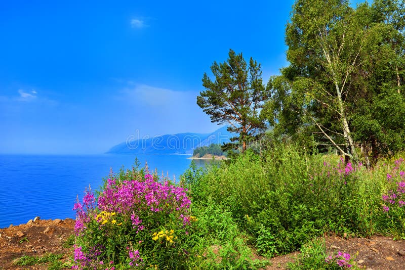 Willow herb Chamerion angustifolium flowers on shore of Lake Baikal royalty free stock photo Willow herb Chamerion angustifolium flowers on shore of Lake Baikal royalty free stock photo