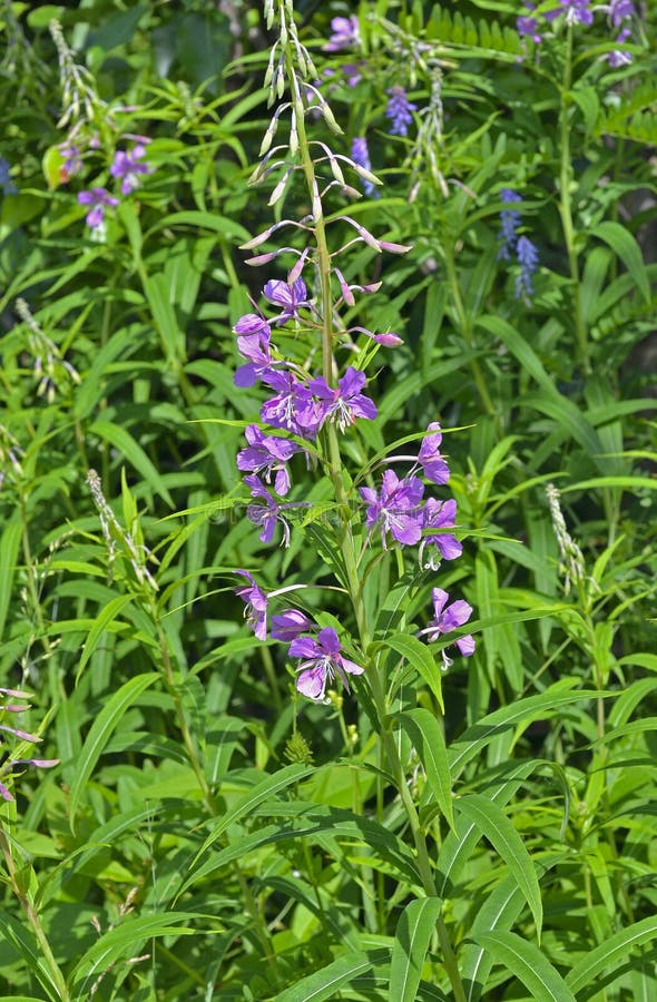 Willowherb 6 stock photo. Image of close, vertical, stamen 70493936