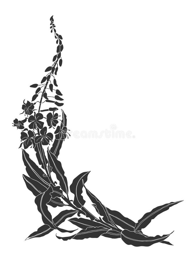 Fireweed Outline Stock Illustrations – 16 Fireweed Outline Stock ...