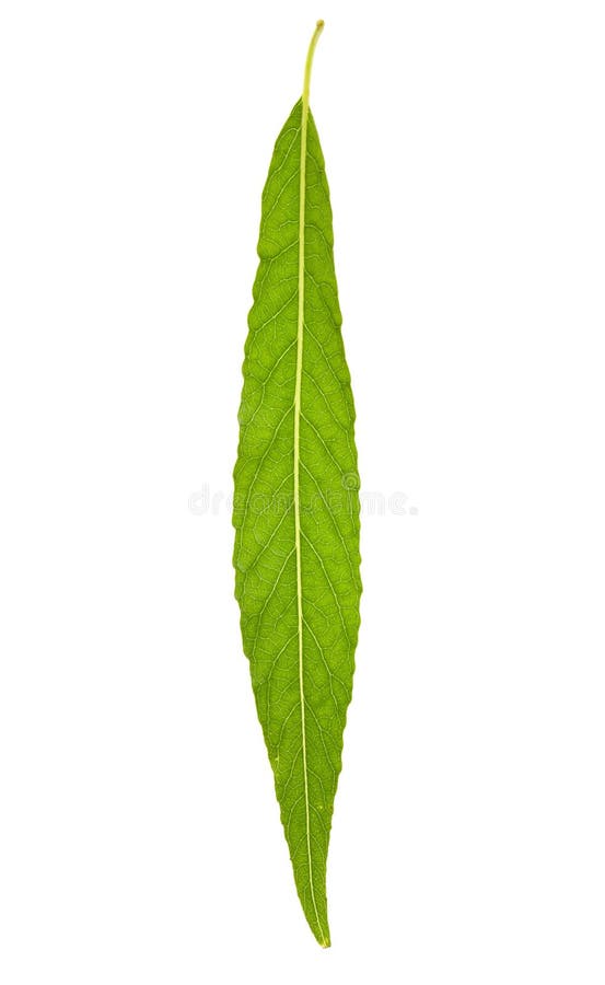 Willow leaf