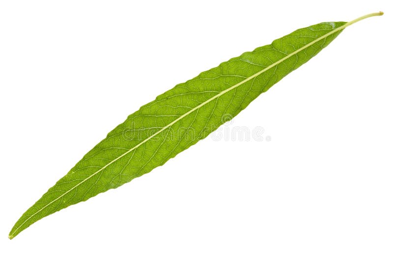 Willow leaf isolated
