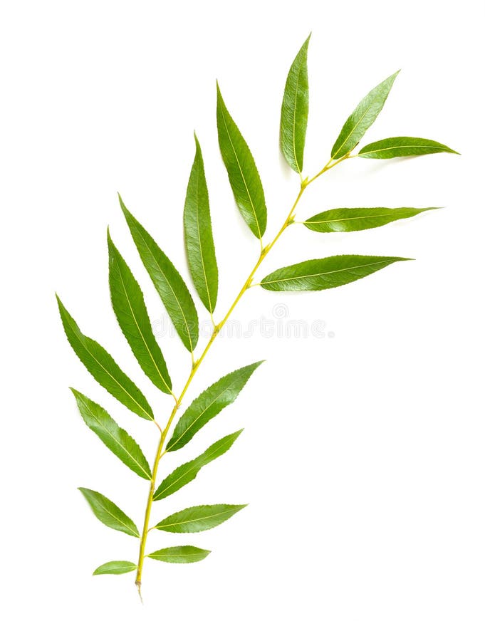 Willow Leaf piangente immagini stock