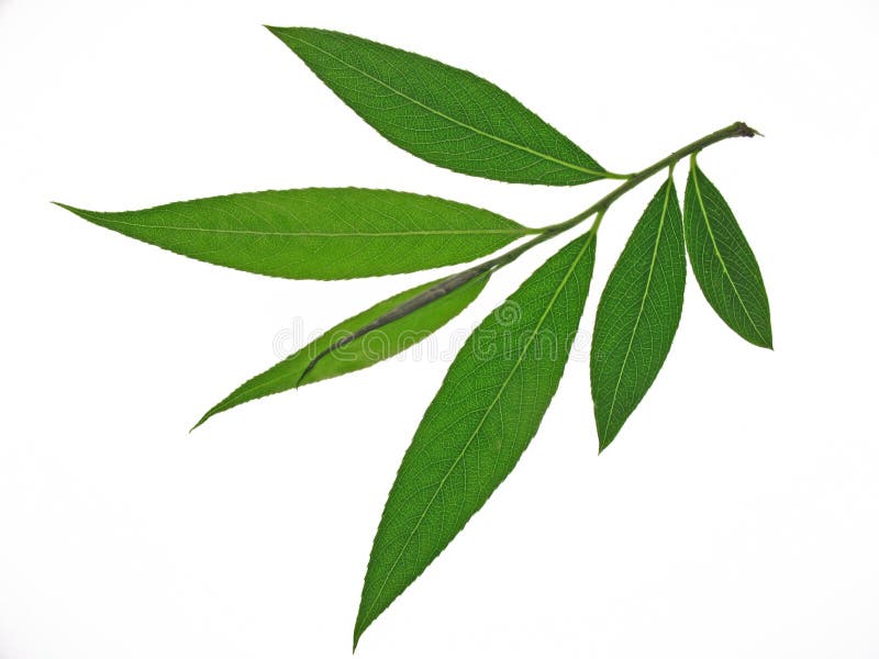 Willow leaves