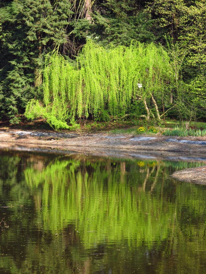 Willow at the pond stock photo. Image of willow, silent 92788342