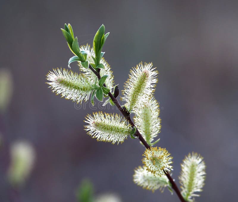 Willow Or Salix Species Catkin Stock Image Image Of Leaves Salix
