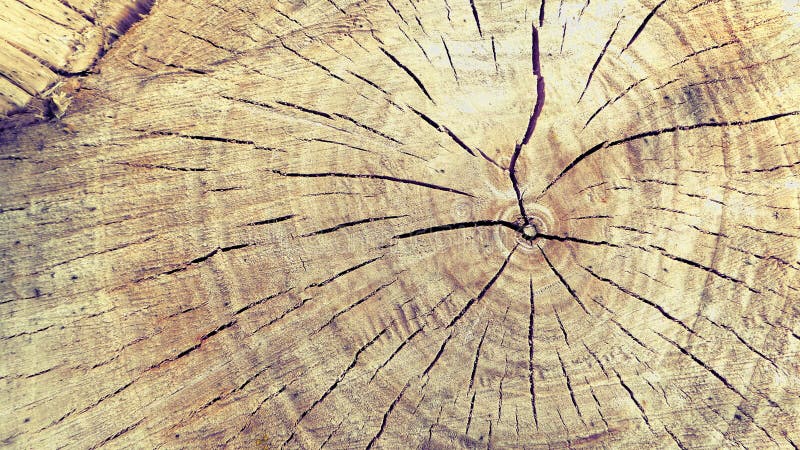 Willow saw-cut close up. royalty free stock photography Willow saw-cut close up. royalty free stock photography