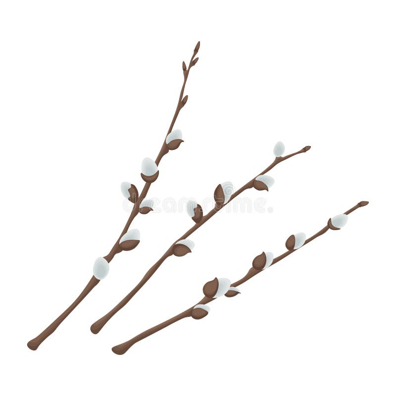Willow. Three willow branches. Spring illustration depicting willow branches. Vector illustration isolated on a white stock illustration