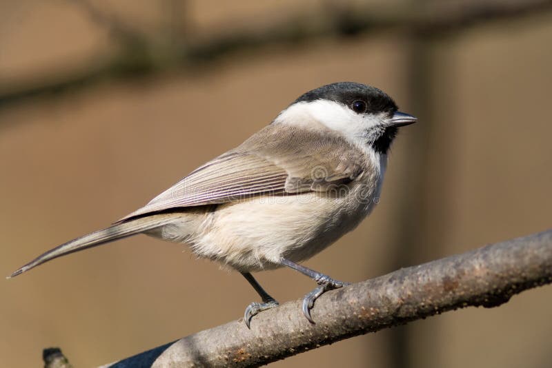 Willow tit