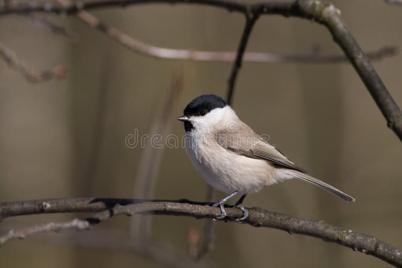 Willow Tit