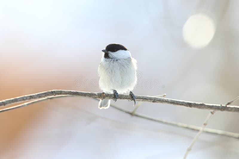 Willow tit