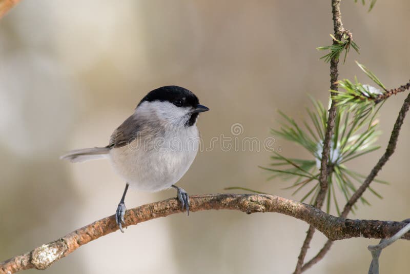 Willow Tit1