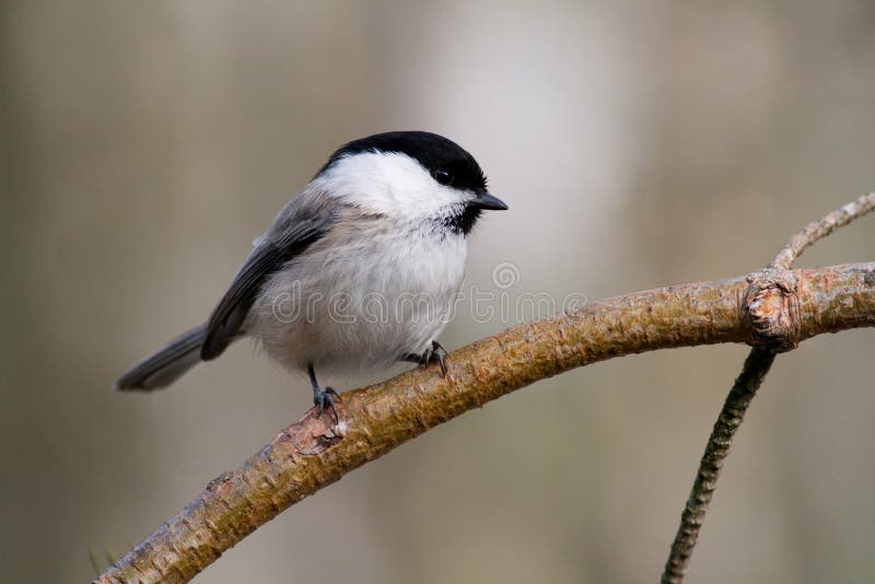 Willow Tit1