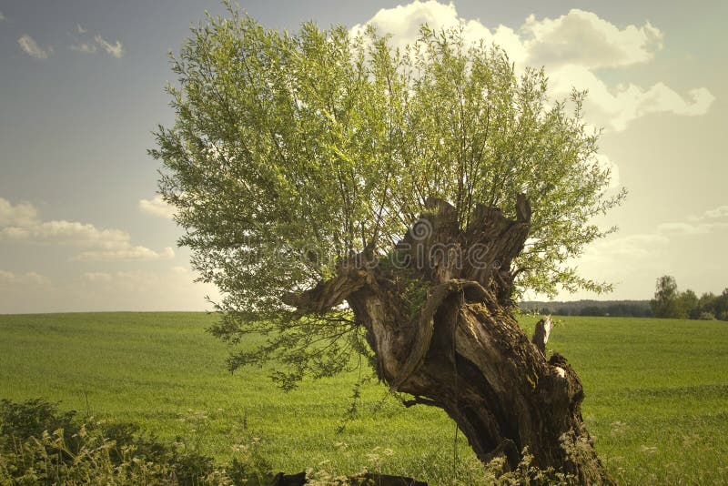 Willow tree royalty free stock photo