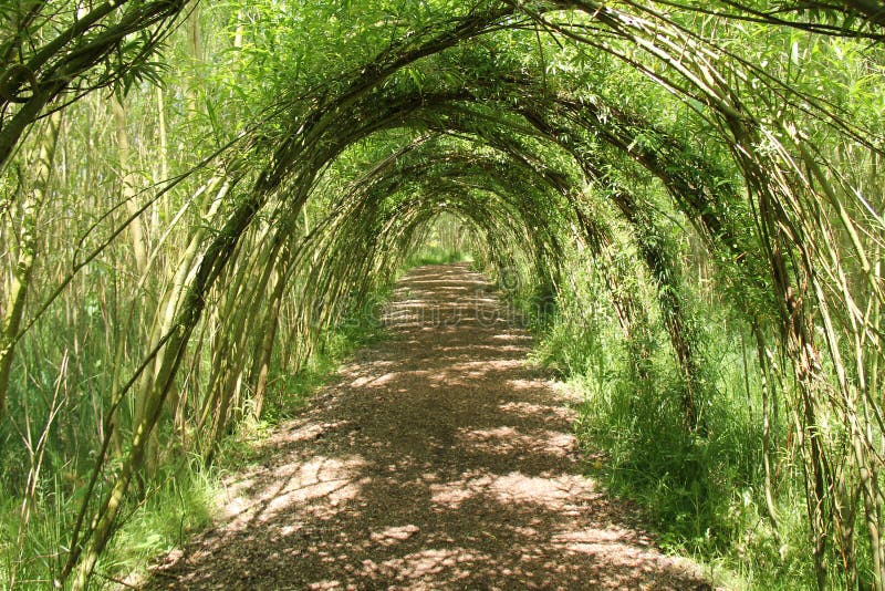 A Pathway Through a Tunnel of Willow Tree Arches.