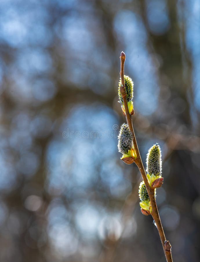 Willow tree branch on early spring royalty free stock photo