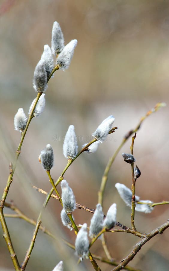 Willow tree branches