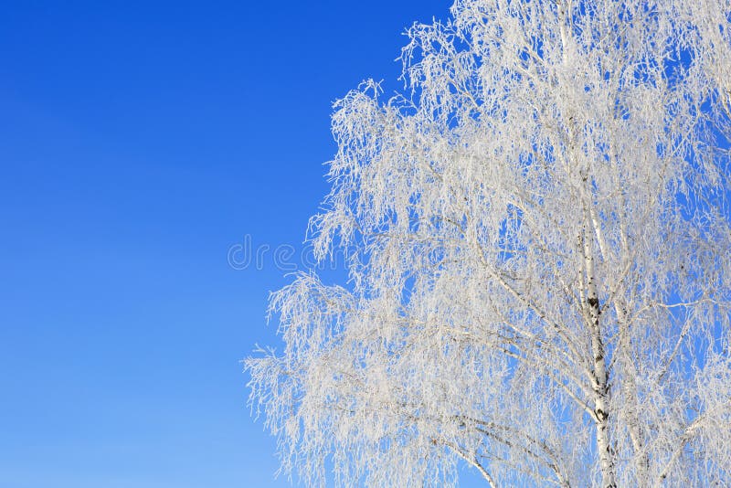 Willow tree in frost closeup on background of blue sky