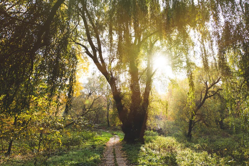 Willow tree in park stock image. Image of scene, sunlight 104090665