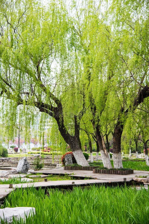 Willow tree in park stock image. Image of osier, asia 53038921