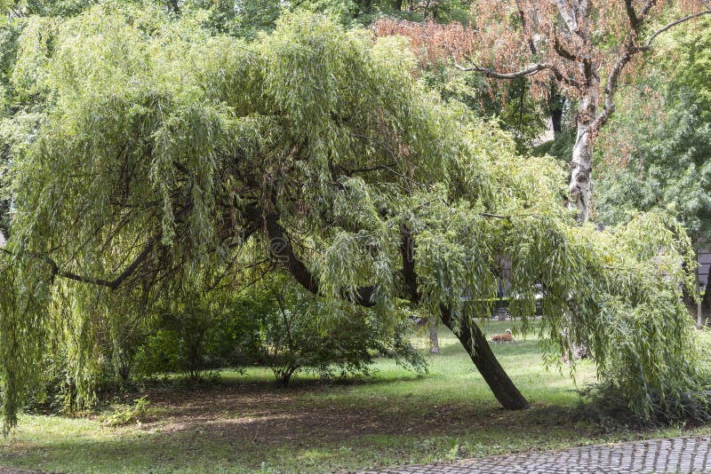 Willow Tree in the Public Garden Stock Photo Image of leaves, public