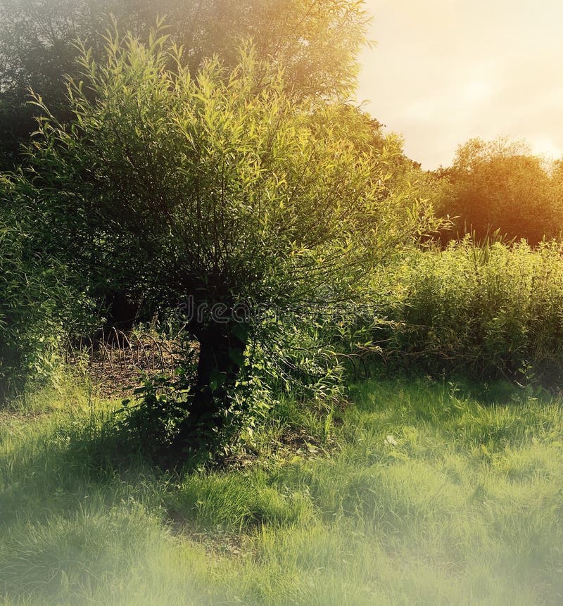 Willow tree stock photo. Image of tree, sunrise, willow 73684186