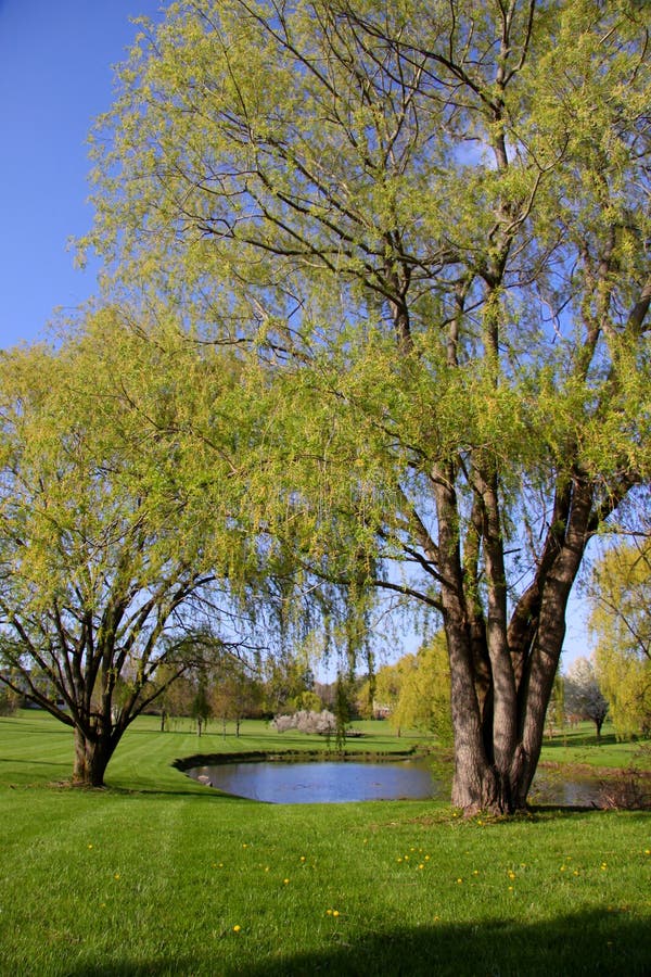 Willow Trees Landscape stock photo. Image of tree, countryside 5026874