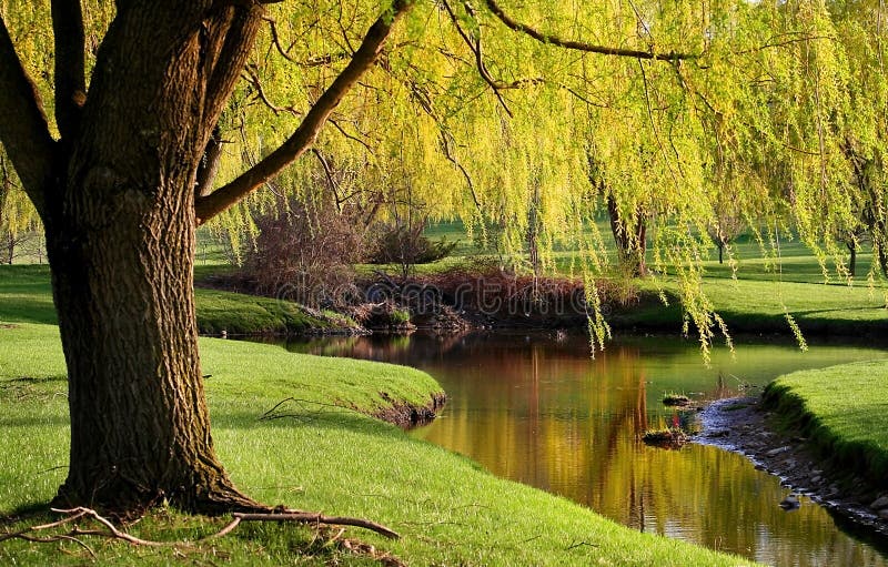 Willow Trees Landscape
