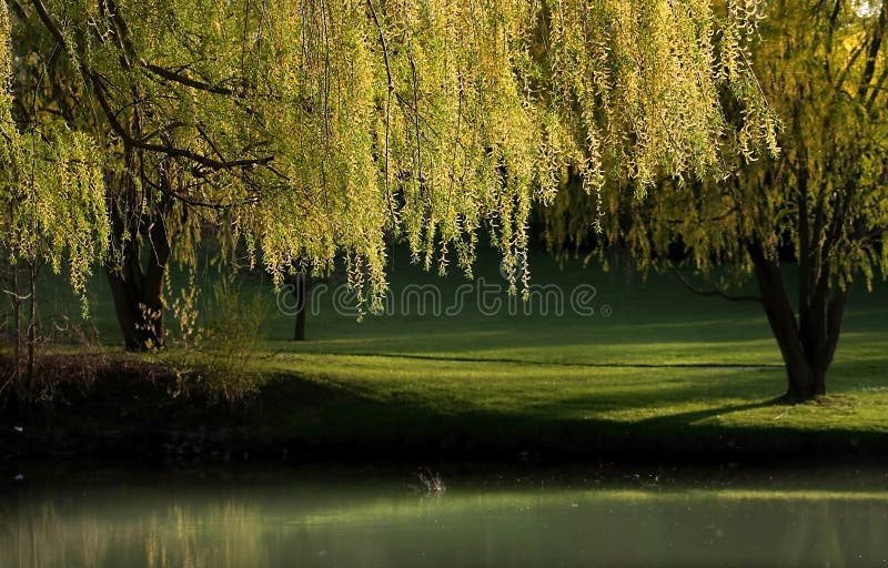 Willow Trees Landscape Royalty Free Stock Images Image 5027079