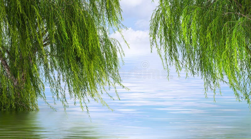 Reflected Willow Stock Illustrations – 7 Reflected Willow Stock ...