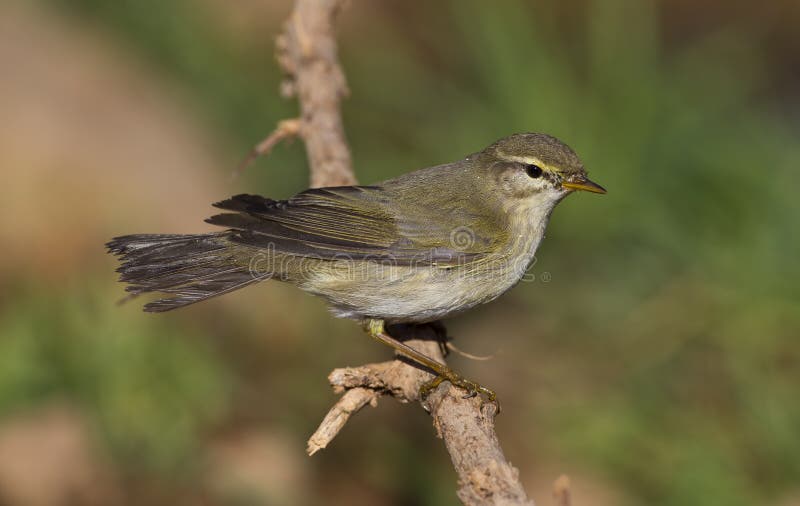 Willow Warbler