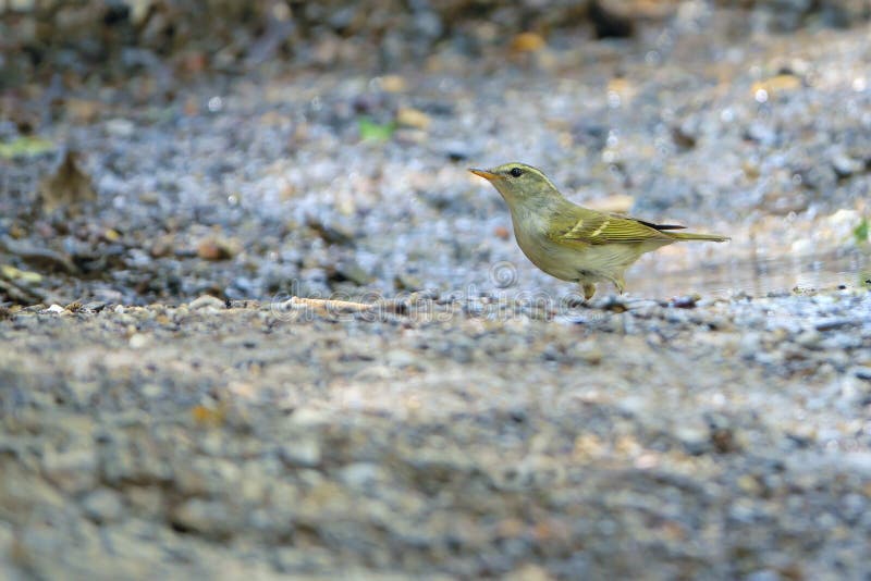 Willow Warbler Amarillo-cejuda fotografía de archivo Willow Warbler Amarillo-cejuda fotografía de archivo