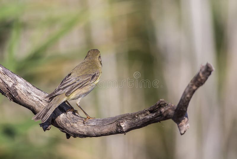 Willow Warbler met Achterdetail stock afbeelding Willow Warbler met Achterdetail stock afbeelding