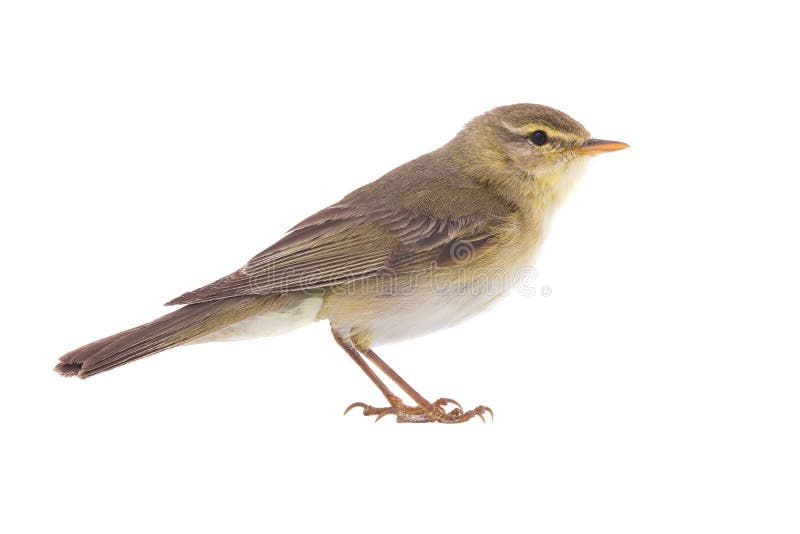 Willow Warbler Phylloscopus Trochilus Stock Photo - Image of grey