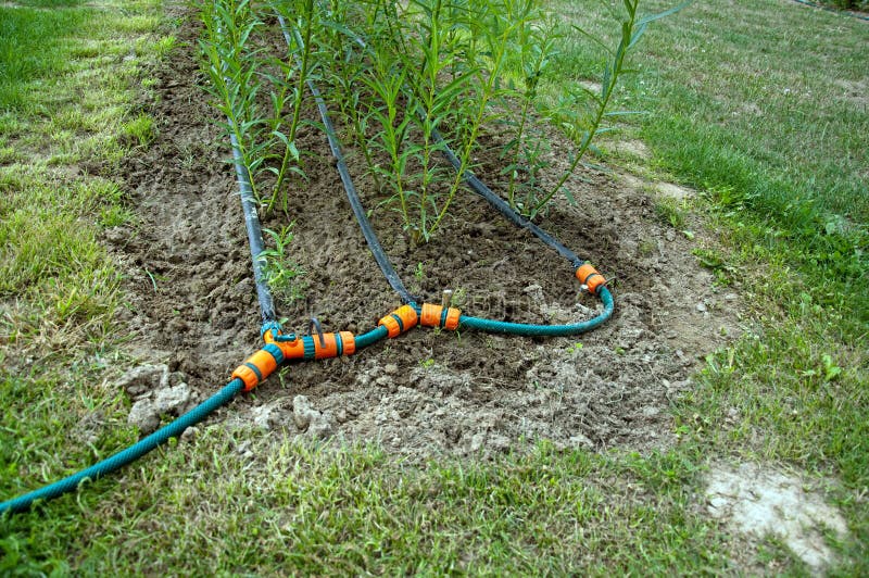 Willow Watering System Royalty Free Stock Photo Image 20245275