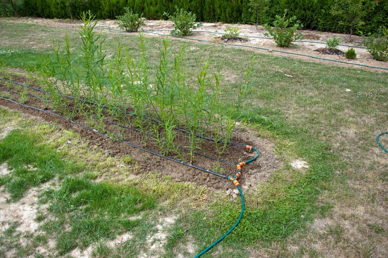Willow watering system stock photo. Image of grow, pipe 20922034