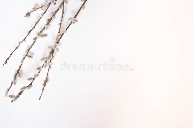 Willow On A White Background For Palm Sunday. Willow ...
