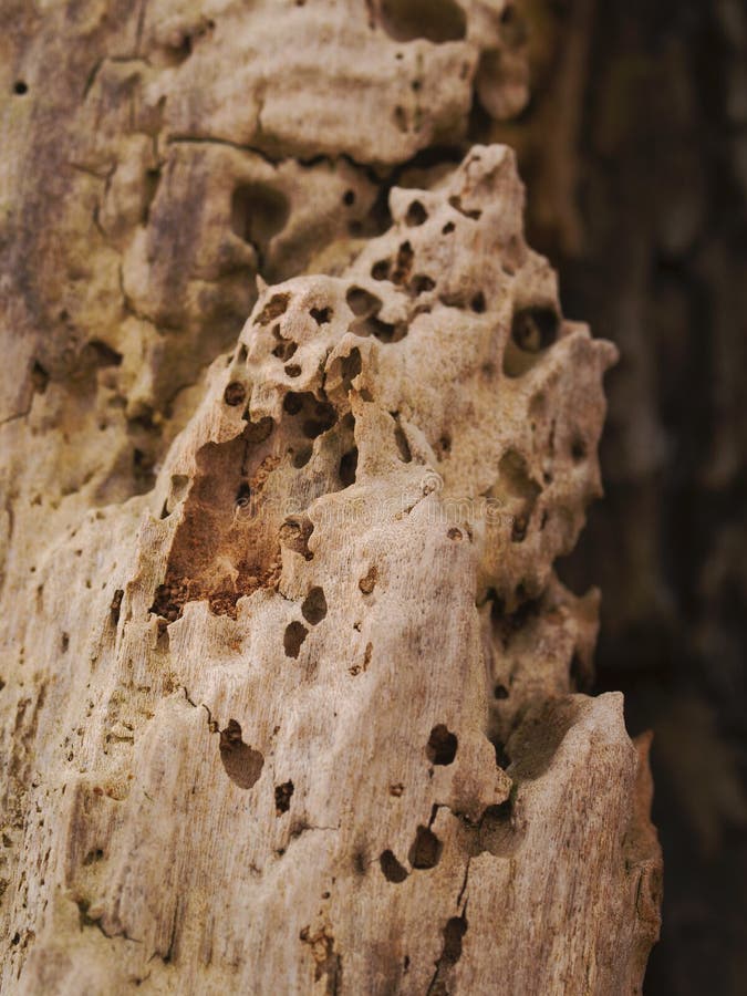 Willow Wood With Worm Holes Stock Image Image of holes, brown 13522361