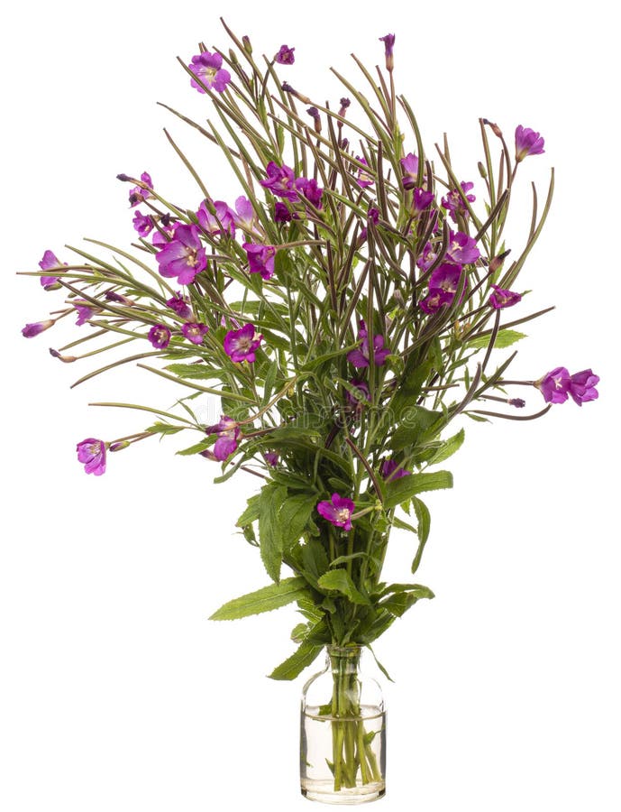 Willowherb hirsutum кипрея большой волосатый или волосатый willowherb в стеклянный судне на белом фоне стоковая фотография rf