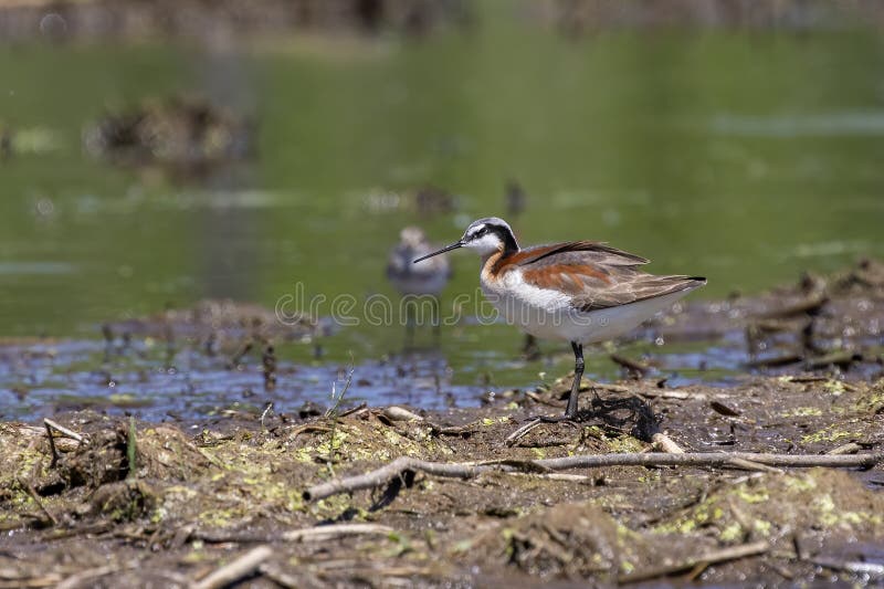 Wilson`s phalarope Phalaropus tricolor is a small wader. Female   in a breeding plumage.