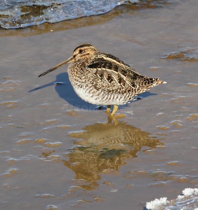 Wilson&#x27;s snipe &#x28;Gallinago delicata&#x29; takes a break from probing the mud for food.