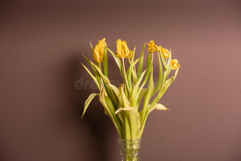 Wilted bouquet of tulips stock image. Image of concepts 210334403