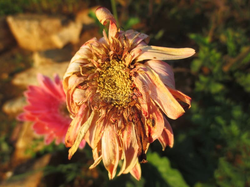 Wilted Daisy Flower in Garden Stock Photo Image of fall, withered