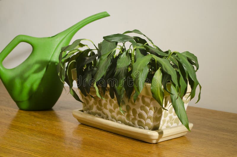 Wilted House Plant with Pitcher_3 Stock Image Image of pitcher